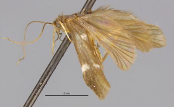 Media type: image;   Entomology 10909 Aspect: habitus lateral view